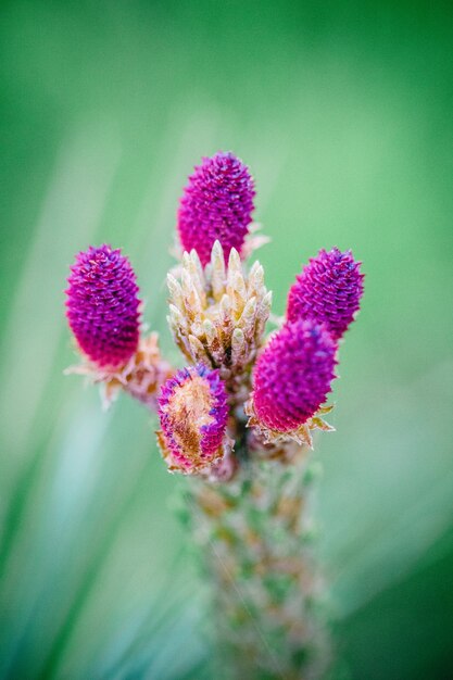 Foto de enfoque superficial de flores púrpuras