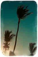 Foto gratuita foto en estilo retro con red de voleibol en la playa y palmeras detrás del cielo azul de verano
