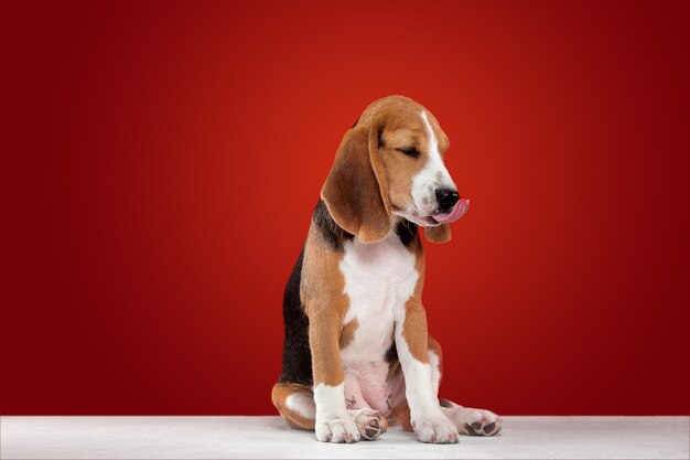 Foto de estudio de cachorro beagle sobre fondo rojo de estudio