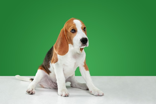 Foto de estudio de cachorro beagle sobre fondo verde studio