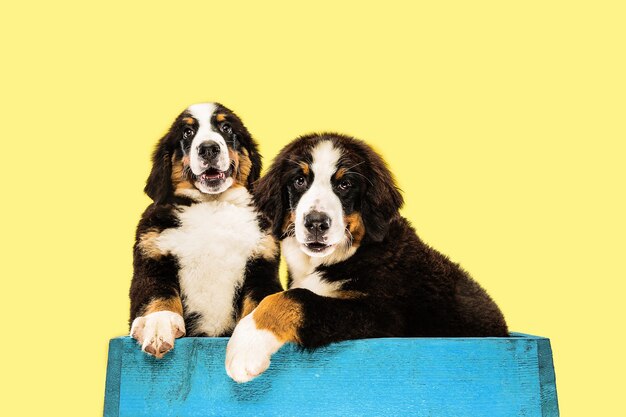 Foto de estudio de cachorros berner sennenhund sobre fondo amarillo studio