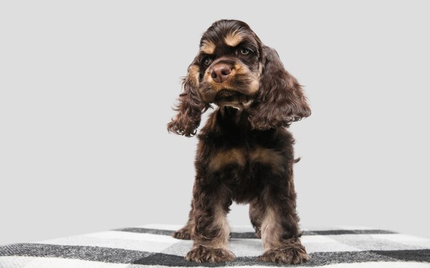 Foto de estudio de cocker spaniel americano sobre fondo gris de estudio