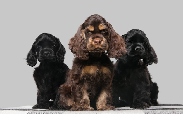 Foto de estudio de cocker spaniel americano sobre fondo gris de estudio