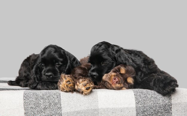 Foto de estudio de cocker spaniel americano sobre fondo gris de estudio