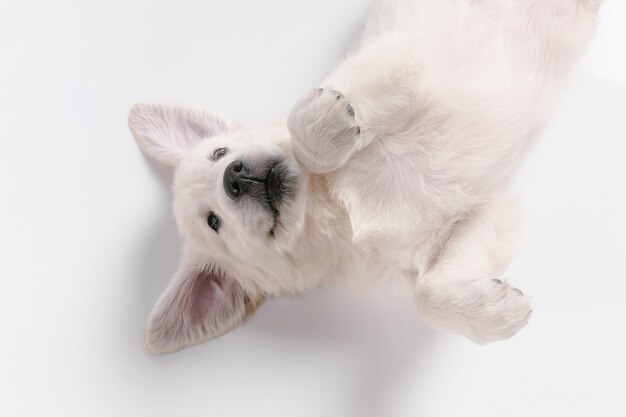 Foto de estudio de golden retriever crema inglés aislado sobre superficie blanca