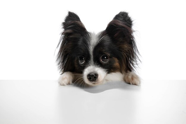 Foto de estudio de gracioso perro Papillon aislado en blanco