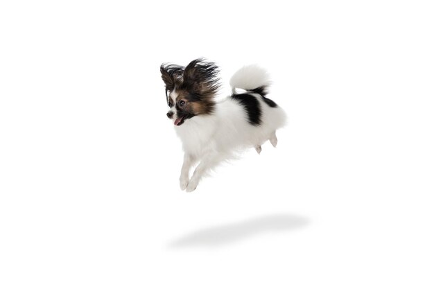 Foto de estudio de gracioso perro Papillon aislado en blanco