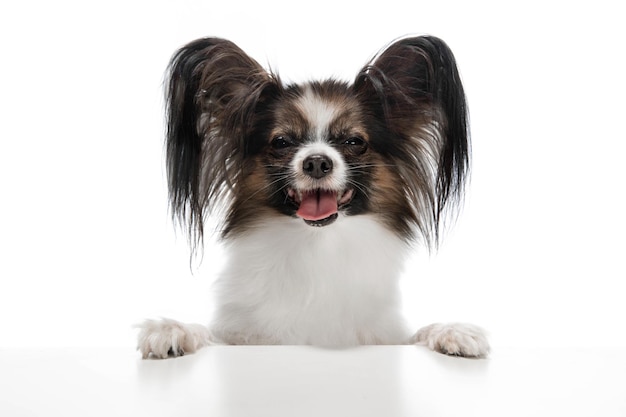 Foto de estudio de gracioso perro Papillon aislado en la pared blanca del estudio