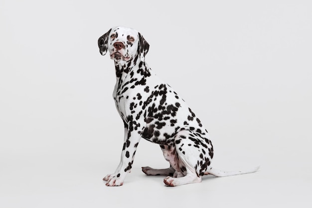 Foto de estudio de hermoso perro dálmata posando tranquilamente sentado aislado sobre fondo gris Cuidado de estilo de vida animal