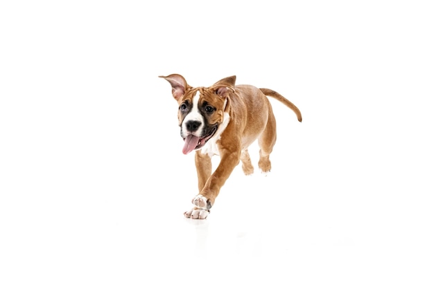 Foto de estudio de lindo perro American staffordshire terrier corriendo aislado sobre fondo blanco.