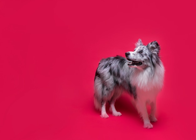 Foto de estudio de lindo perro border collie