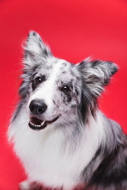 Foto de estudio de lindo perro border collie