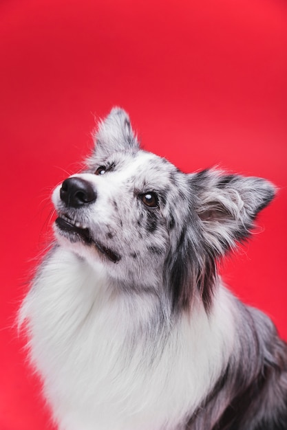 Foto de estudio de lindo perro border collie