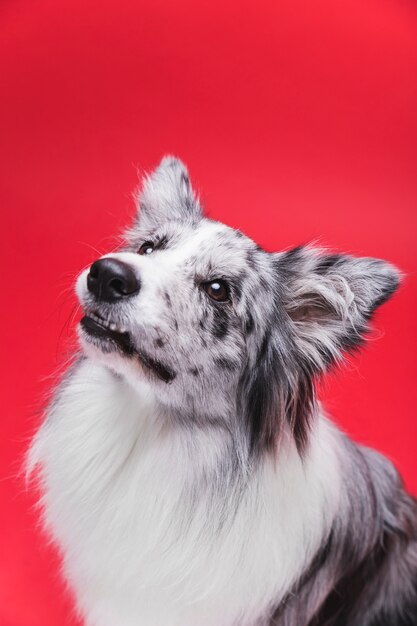 Foto de estudio de lindo perro border collie