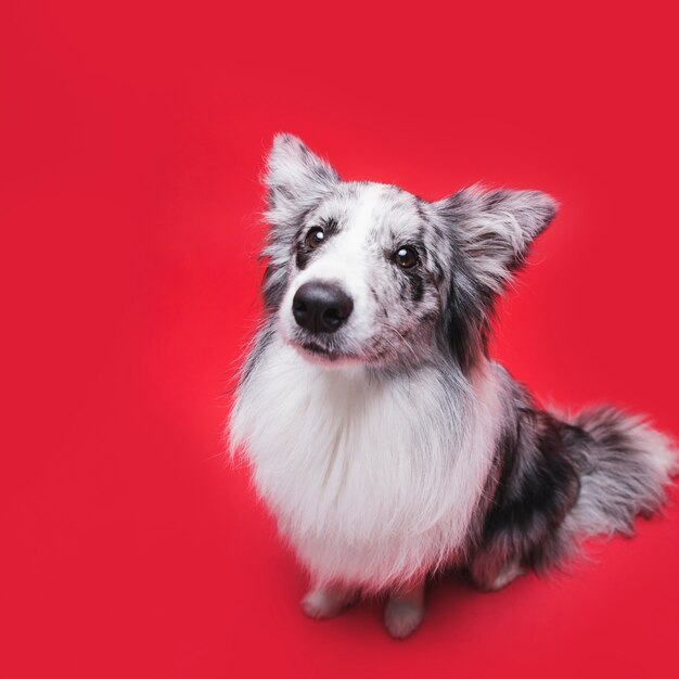 Foto de estudio de lindo perro border collie