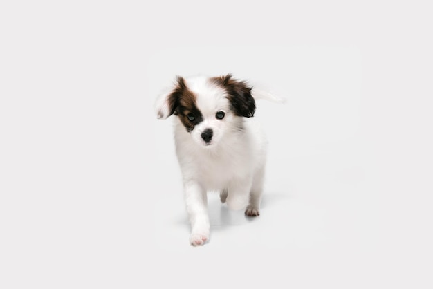 Foto de estudio de Papillon Caído perrito aislado en blanco studio