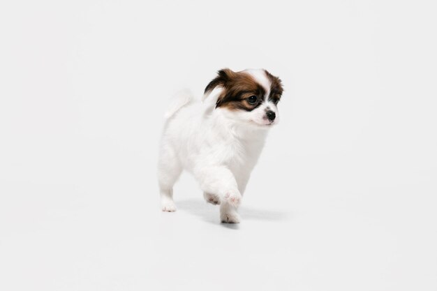 Foto de estudio de Papillon Caído perrito aislado en blanco