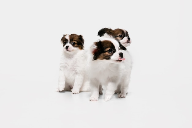 Foto de estudio de perritos caídos Papillon aislado en blanco studio