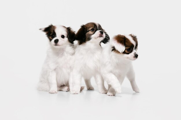 Foto de estudio de perritos caídos Papillon aislado en blanco studio