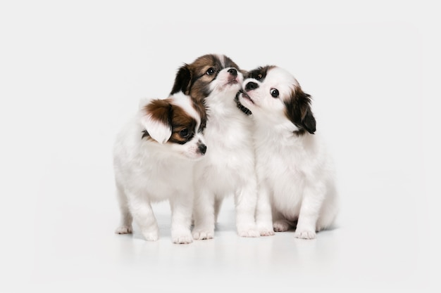 Foto de estudio de perritos caídos Papillon aislado en la pared blanca del estudio