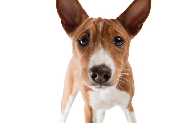 Foto de estudio de perro Basenji aislado en blanco