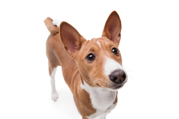 Foto de estudio de perro Basenji aislado en estudio blanco