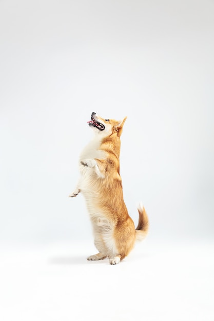 Foto de estudio de welsh corgi pembroke jugando