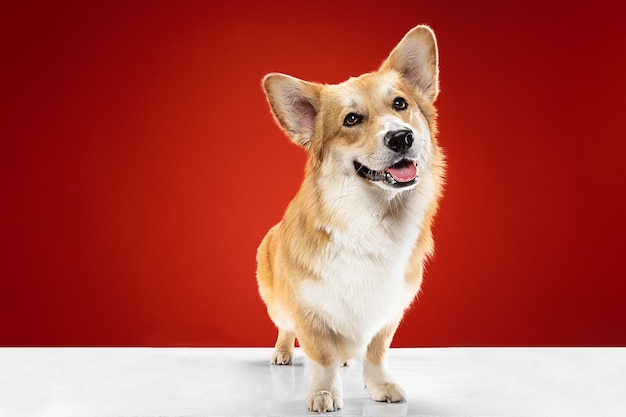 Foto de estudio de welsh corgi pembroke jugando