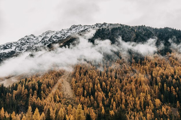 Foto fantástica de nubes pesadas que vuelan bajo que cubren una ladera de montaña densamente boscosa en el otoño