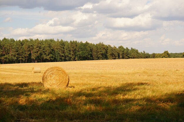 Foto de fardos de heno en un campo