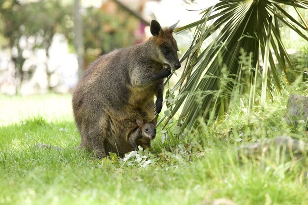 Foto fascinante de un adorable canguro wallaby con un bebé en la bolsa