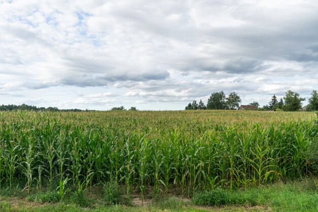 Foto fascinante de cielo nublado y escénico sobre el campo