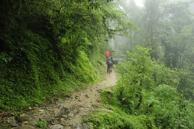 Foto fascinante de gente caminando en el camino en los misteriosos bosques vibrantes de Nepal