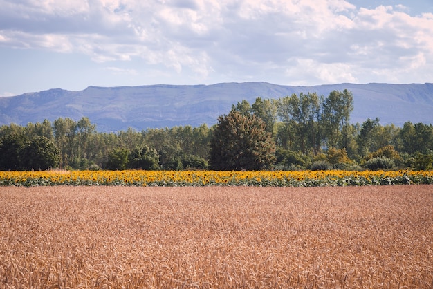 Foto fascinante de un hermoso campo de trigo y girasol