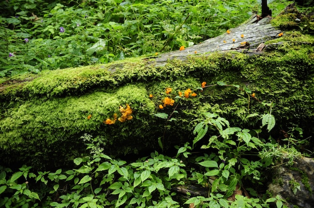 Foto fascinante de los misteriosos bosques vibrantes de Nepal