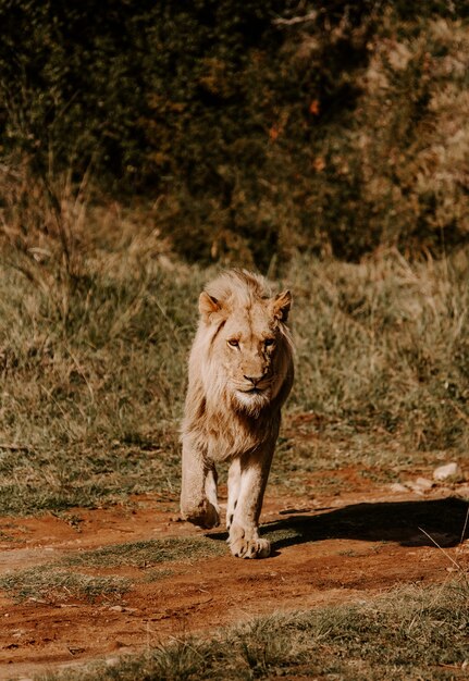 Foto fascinante de un poderoso león de pie sobre la hierba y mirando hacia adelante