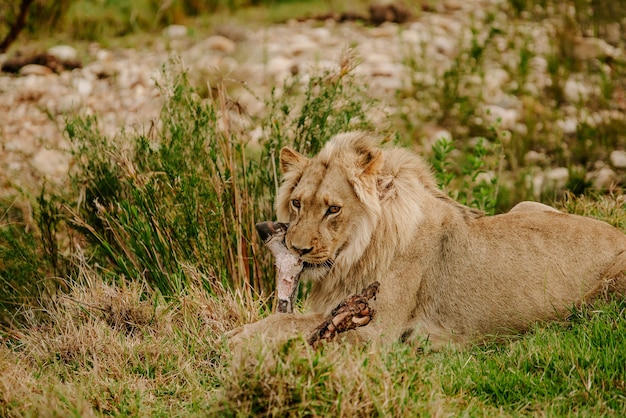 Foto fascinante de un poderoso león tumbado en la hierba y mirando hacia adelante