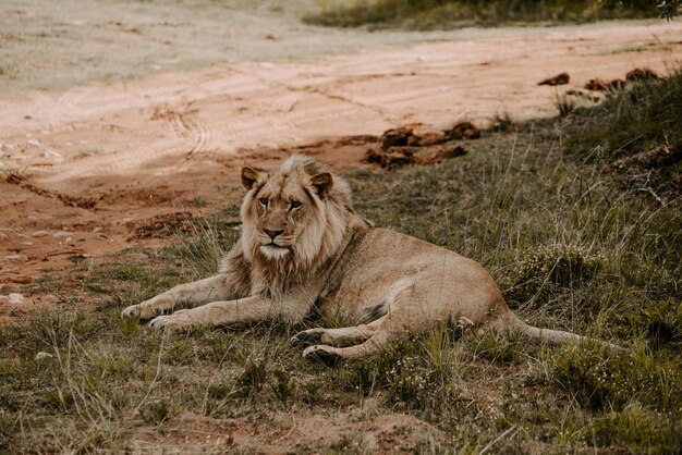 Foto fascinante de un poderoso león tumbado en la hierba y mirando hacia adelante