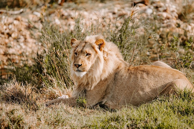 Foto fascinante de un poderoso león tumbado en la hierba y mirando hacia adelante