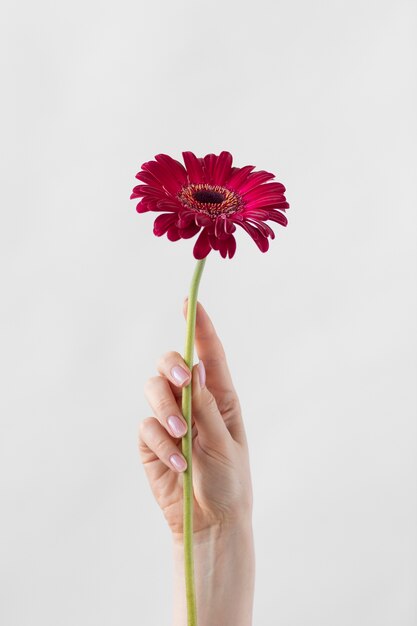 Foto de flor delicada