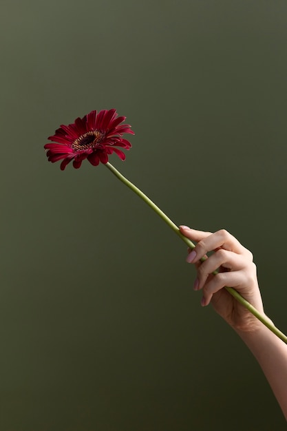 Foto de flor delicada