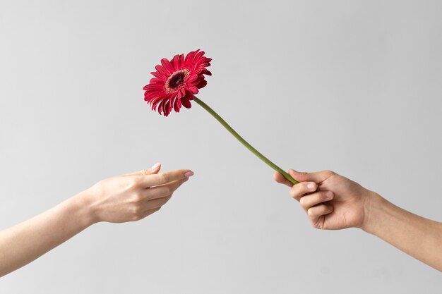 Foto de flor delicada