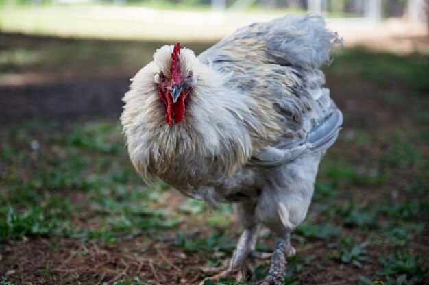 Foto de un gallo blanco en un campo capturado en un día soleado