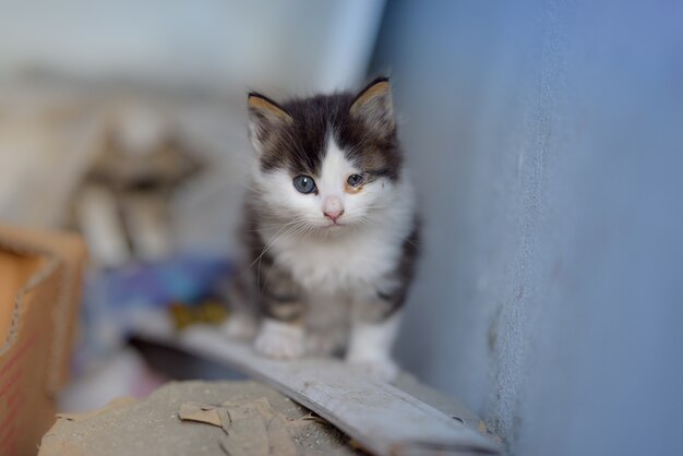 Foto de un gatito con dos ojos distintivos y de diferente tamaño, sentado sobre una tabla de madera