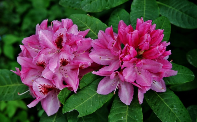 Foto de Gilliflowers rosa floreciendo en la isla de Mainau en Alemania