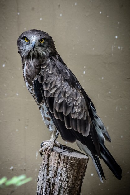 Foto de un halcón feroz y poderoso con plumas negras y grises y ojos amarillos