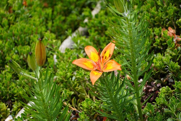 Foto de la hermosa azucena florecida naranja y amarilla en el jardín