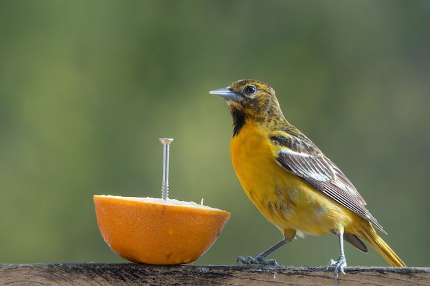 Foto gratuita foto de la hermosa oropéndola de oro euroasiático de pie sobre una madera