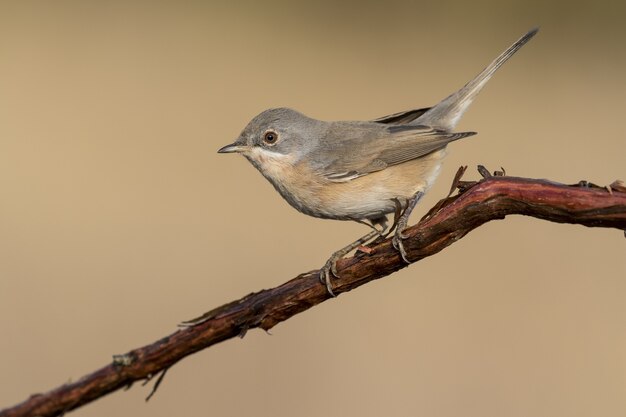 Foto gratuita foto hermosa del pájaro de pechia blanca común (sylvia communis) en la rama de un árbol