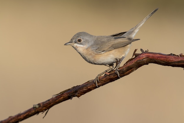 Foto hermosa del pájaro de pechia blanca común (Sylvia communis) en la rama de un árbol